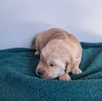 Daisy, a female Golden Retriever for sale in Buffalo, MO – Photo 2 of 6