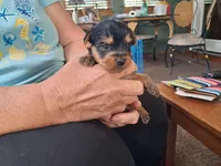 Cooper, a male Yorkshire Terrier for sale in Buffalo, MO – Photo 6 of 8