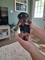 Cooper, a male Yorkshire Terrier for sale in Buffalo, MO – Photo 8 of 8