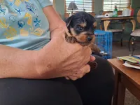 Cooper, a male Yorkshire Terrier for sale in Buffalo, MO – Photo 7 of 8
