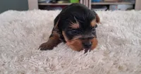 Cooper, a male Yorkshire Terrier for sale in Buffalo, MO – Photo 3 of 8