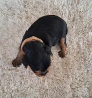 Cooper, a male Yorkshire Terrier for sale in Buffalo, MO – Photo 5 of 8