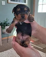 Cooper, a male Yorkshire Terrier for sale in Buffalo, MO – Photo 4 of 8