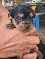 Cooper, a male Yorkshire Terrier for sale in Buffalo, MO – Photo 2 of 8