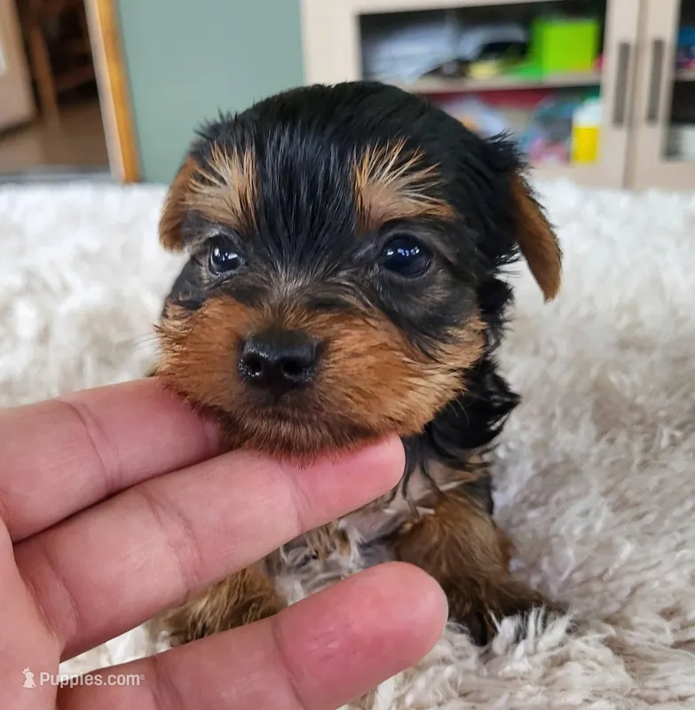 Cooper – Yorkshire Terrier puppy for sale in Buffalo, MO