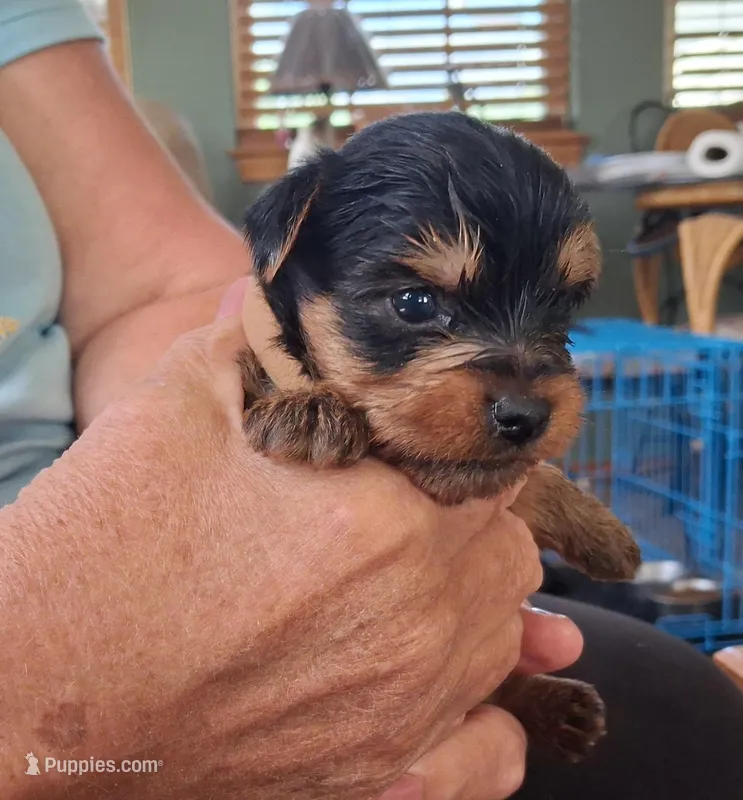 Cooper, a male Yorkshire Terrier for sale in Buffalo, MO – Photo 1 of 8