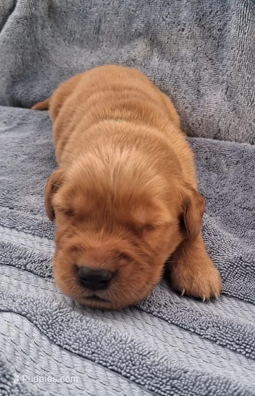 Hercules – Golden Retriever puppy for sale in Buffalo, MO