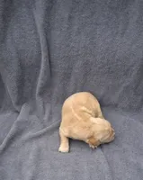 Tex, a male Golden Retriever for sale in Buffalo, MO – 2 of 6