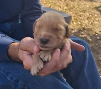 Diggs, a male Golden Retriever for sale in Buffalo, MO – 3 of 5