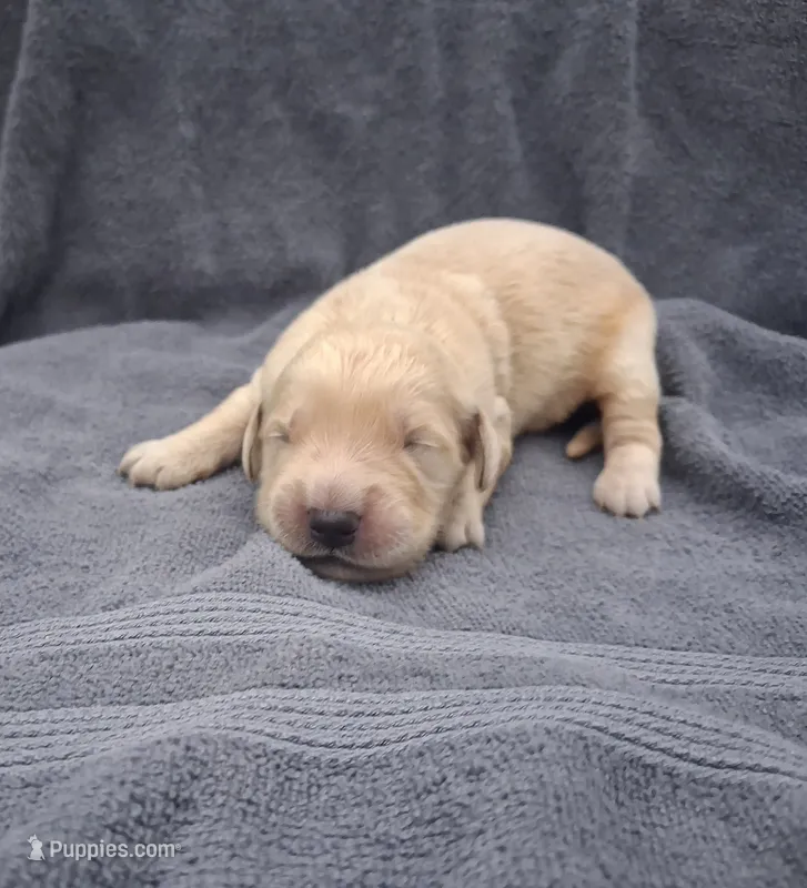 Daisy – Golden Retriever puppy for sale in Buffalo, MO