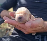 Pixie, a female Golden Retriever for sale in Buffalo, MO – 4 of 6