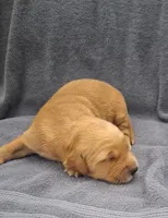 Ruby Lynn, a female Golden Retriever for sale in Buffalo, MO – 5 of 5