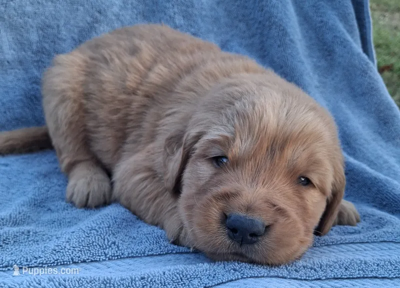 Axel – Golden Retriever puppy for sale in Buffalo, MO