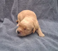 Charlie, a male Golden Retriever for sale in Buffalo, MO – 2 of 6