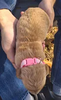Bella, a female Golden Retriever for sale in Buffalo, MO – 4 of 4