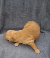 Ruby Lynn, a female Golden Retriever for sale in Buffalo, MO – 2 of 5