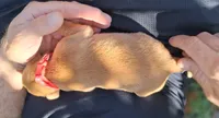 Teddy, a male Golden Retriever for sale in Buffalo, MO – 6 of 6