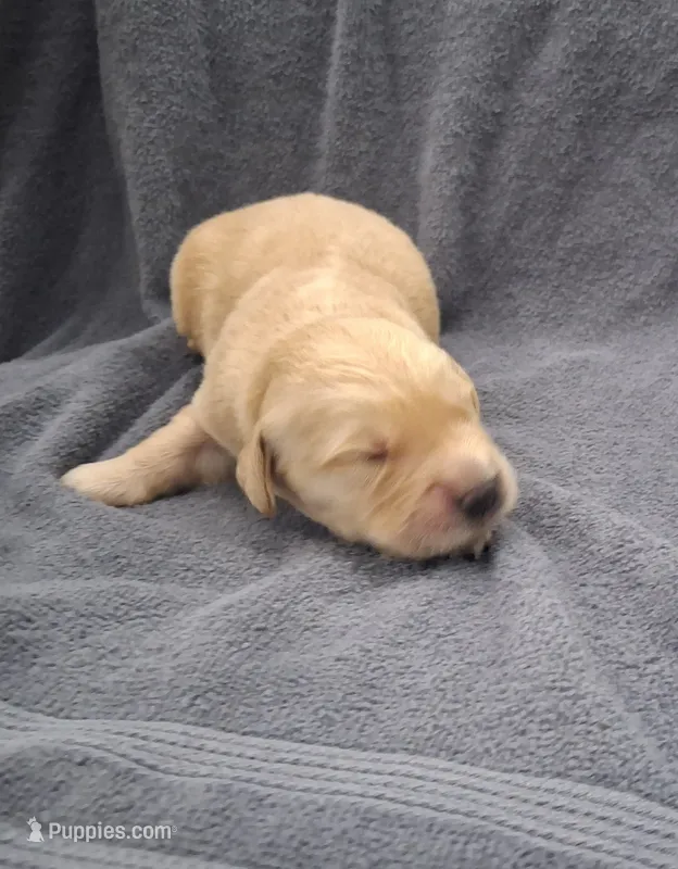 Cooper – Golden Retriever puppy for sale in Buffalo, MO