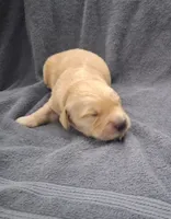 Cooper, a male Golden Retriever for sale in Buffalo, MO – 1 of 6