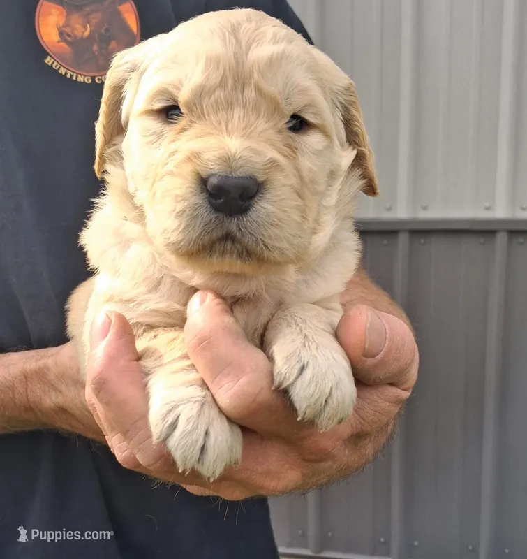 Luna – Golden Retriever puppy for sale in Buffalo, MO