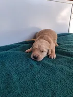 Luna, a female Golden Retriever for sale in Buffalo, MO – Photo 4 of 6