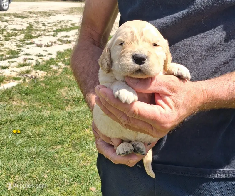 Luna – Golden Retriever puppy for sale in Buffalo, MO