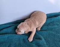 Luna, a female Golden Retriever for sale in Buffalo, MO – Photo 2 of 6