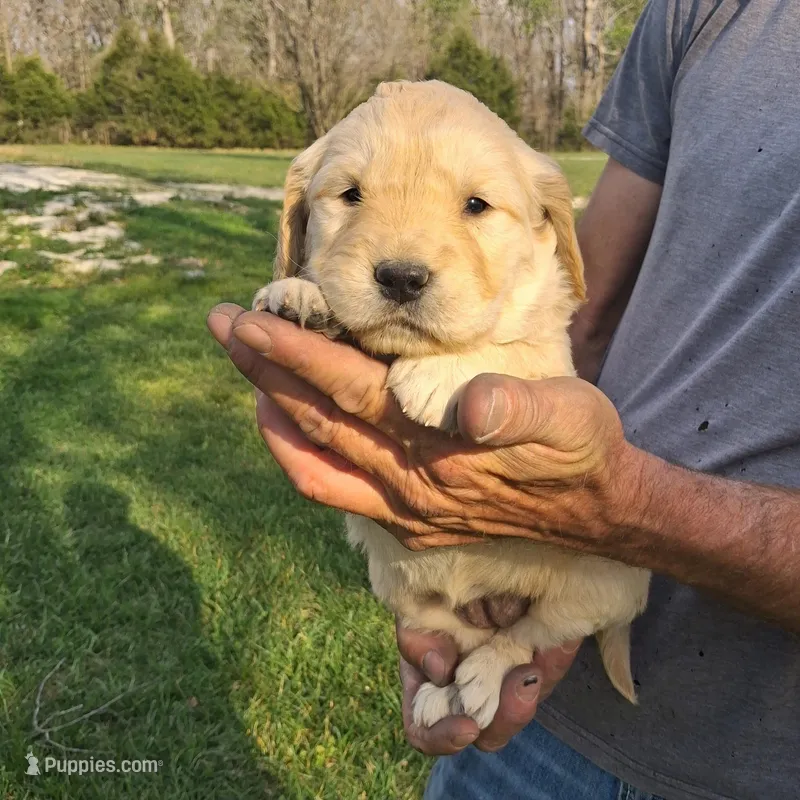 Luna – Golden Retriever puppy for sale in Buffalo, MO