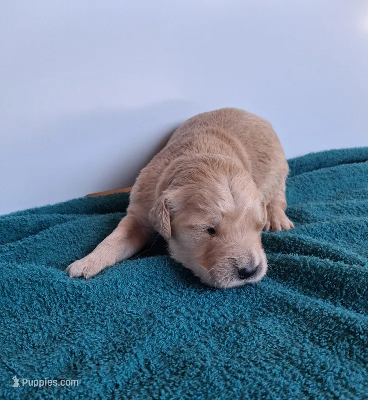 Luna – Golden Retriever puppy for sale in Buffalo, MO