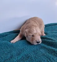 Luna, a female Golden Retriever for sale in Buffalo, MO – Photo 1 of 6