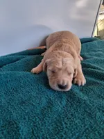 Luna, a female Golden Retriever for sale in Buffalo, MO – Photo 3 of 6