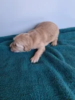 Luna, a female Golden Retriever for sale in Buffalo, MO – Photo 5 of 6