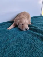 Luna, a female Golden Retriever for sale in Buffalo, MO – Photo 6 of 6