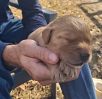 Wily, a male Golden Retriever for sale in Buffalo, MO – 3 of 5