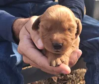 Goliath, a male Golden Retriever for sale in Buffalo, MO – 3 of 5