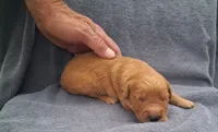 Luna, a female Golden Retriever for sale in Buffalo, MO – 3 of 5