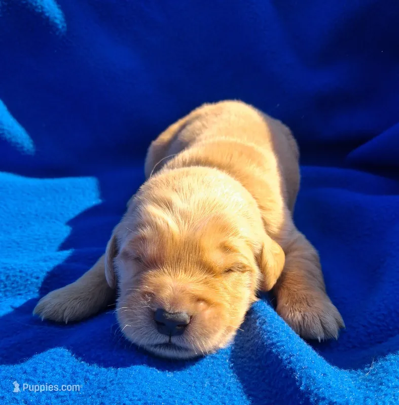 Bently – Golden Retriever puppy for sale in Buffalo, MO