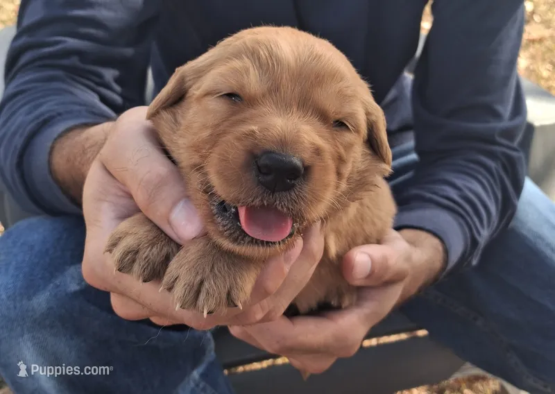 Axel – Golden Retriever puppy for sale in Buffalo, MO
