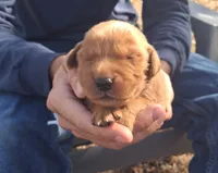 Goliath, a male Golden Retriever for sale in Buffalo, MO – 1 of 5
