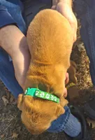 Hercules, a male Golden Retriever for sale in Buffalo, MO – 6 of 6