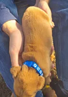 Pinto, a male Golden Retriever for sale in Buffalo, MO – 6 of 6