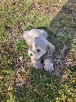 Toby, a male Miniature Schnauzer for sale in Buffalo, MO – Photo 5 of 5