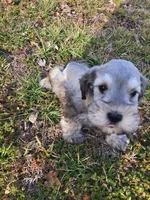 Toby, a male Miniature Schnauzer for sale in Buffalo, MO – Photo 4 of 5