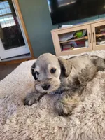 Toby, a male Miniature Schnauzer for sale in Buffalo, MO – Photo 2 of 5