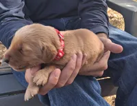 Diggs, a male Golden Retriever for sale in Buffalo, MO – 4 of 5