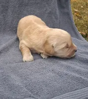Tex, a male Golden Retriever for sale in Buffalo, MO – 6 of 6