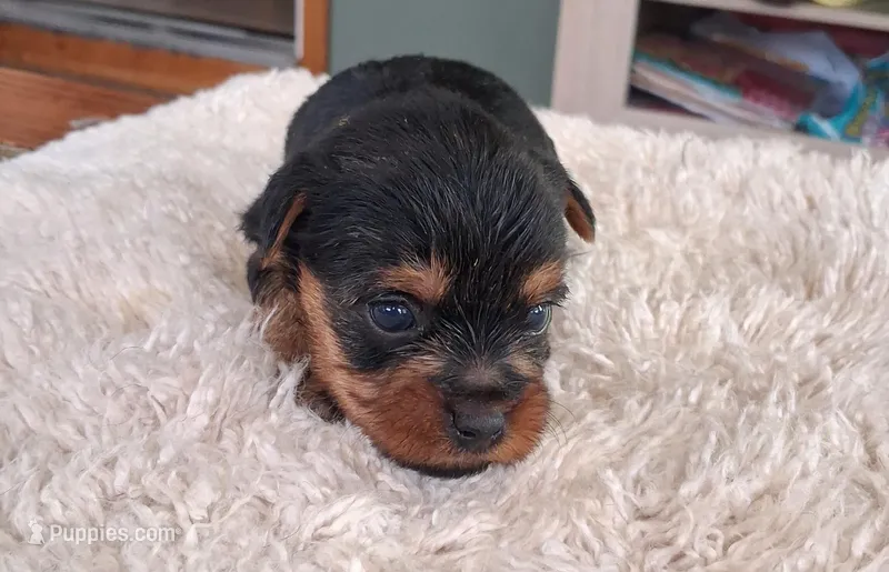 Ruby Lynn, a female Yorkshire Terrier for sale in Buffalo, MO – Photo 1 of 7