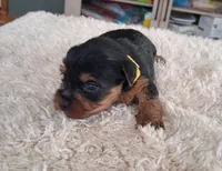 Ruby Lynn, a female Yorkshire Terrier for sale in Buffalo, MO – Photo 4 of 7