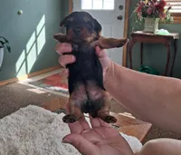 Ruby Lynn, a female Yorkshire Terrier for sale in Buffalo, MO – Photo 6 of 7