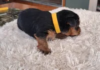 Ruby Lynn, a female Yorkshire Terrier for sale in Buffalo, MO – Photo 2 of 7
